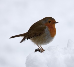 Robin-Red-Breast-In-The-Snow-For-Autumn-Property-Checklist-300X274