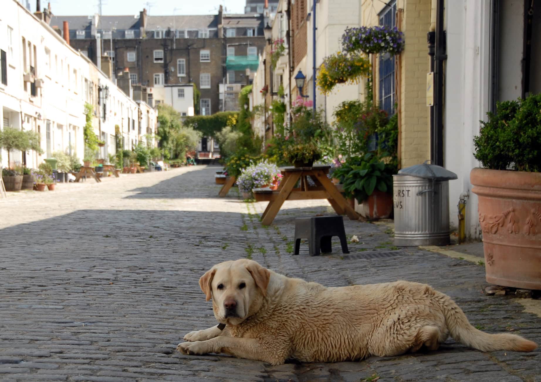 Labrador dog lying on Bathurst Mews in Bayswater, London W2.