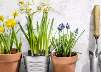 potted-greenery-mews