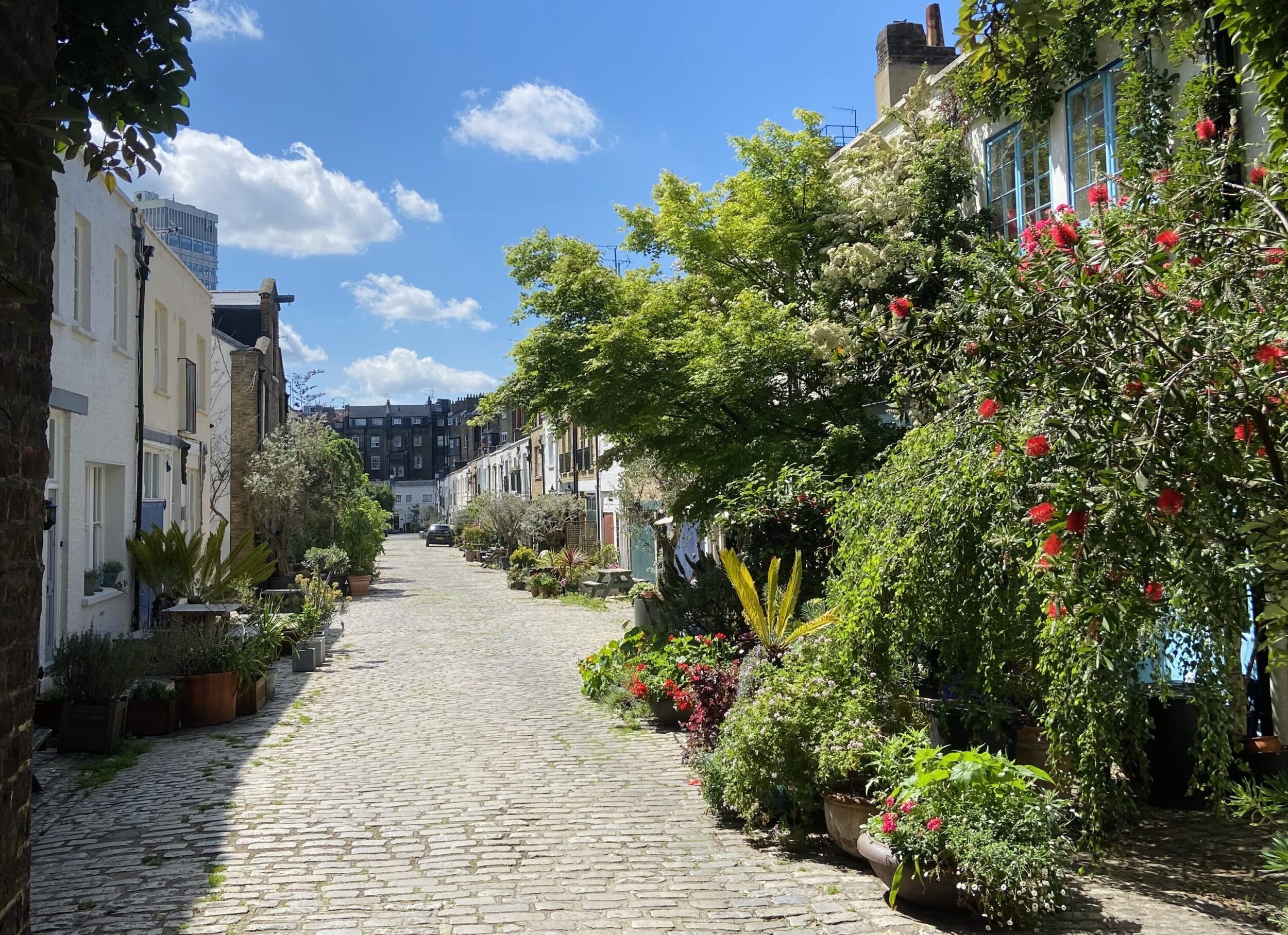 View Of Green Potted Plant Looking Down Bathurst Mews