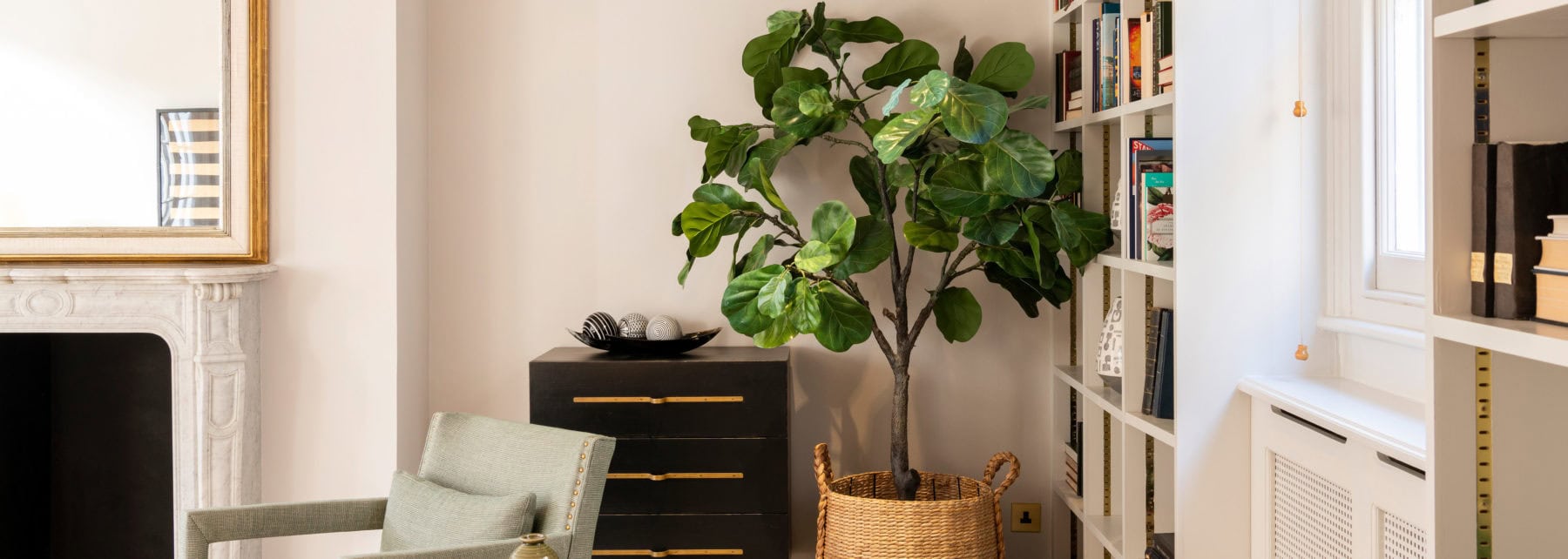 LUXURY London property interior with large indoor fiddle leaf fig tree and elegant bookshelves.