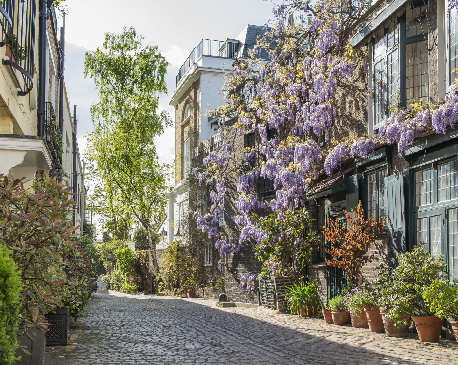 Kynance Mews wisteria