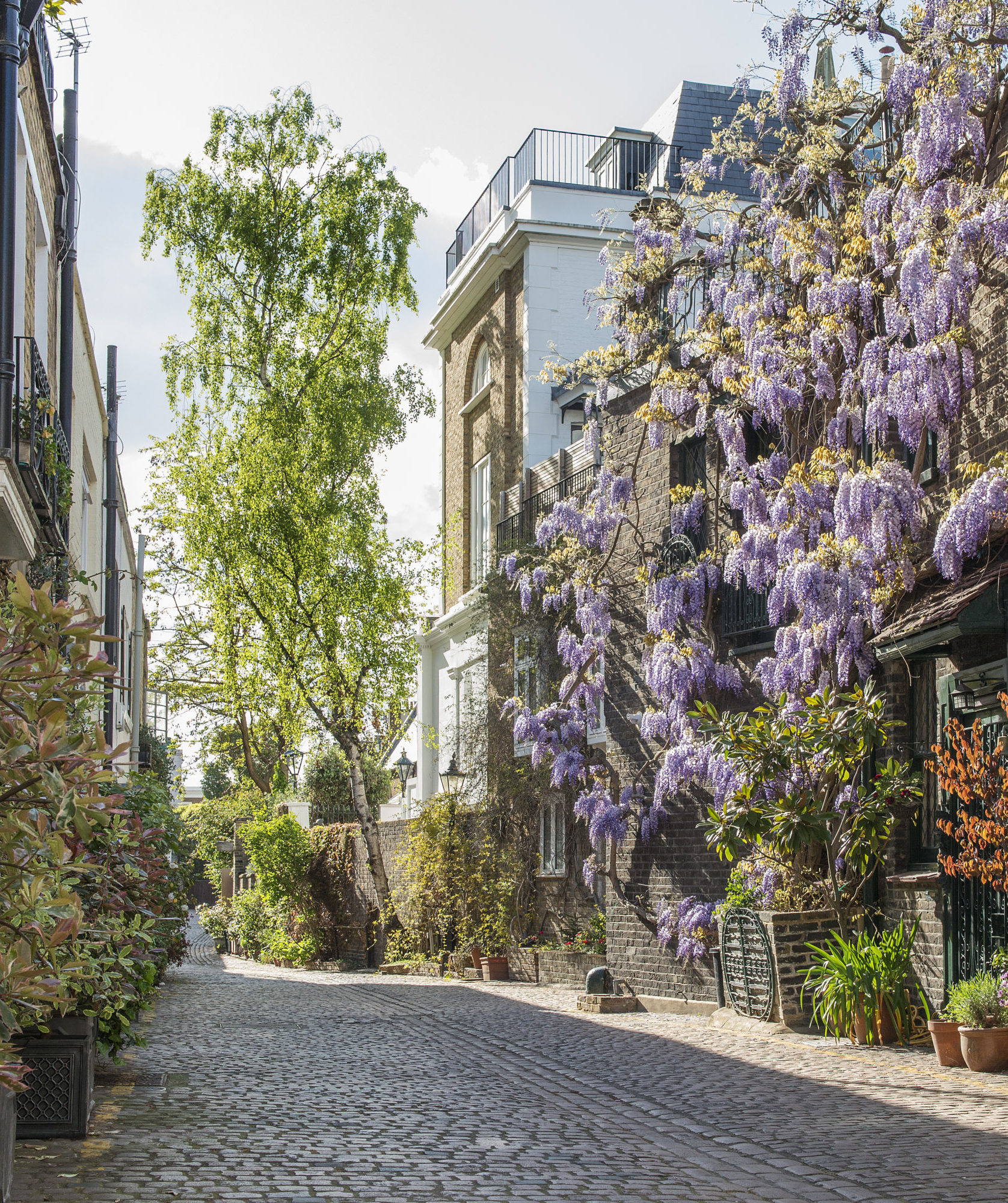 Kynacne Mews wisteria