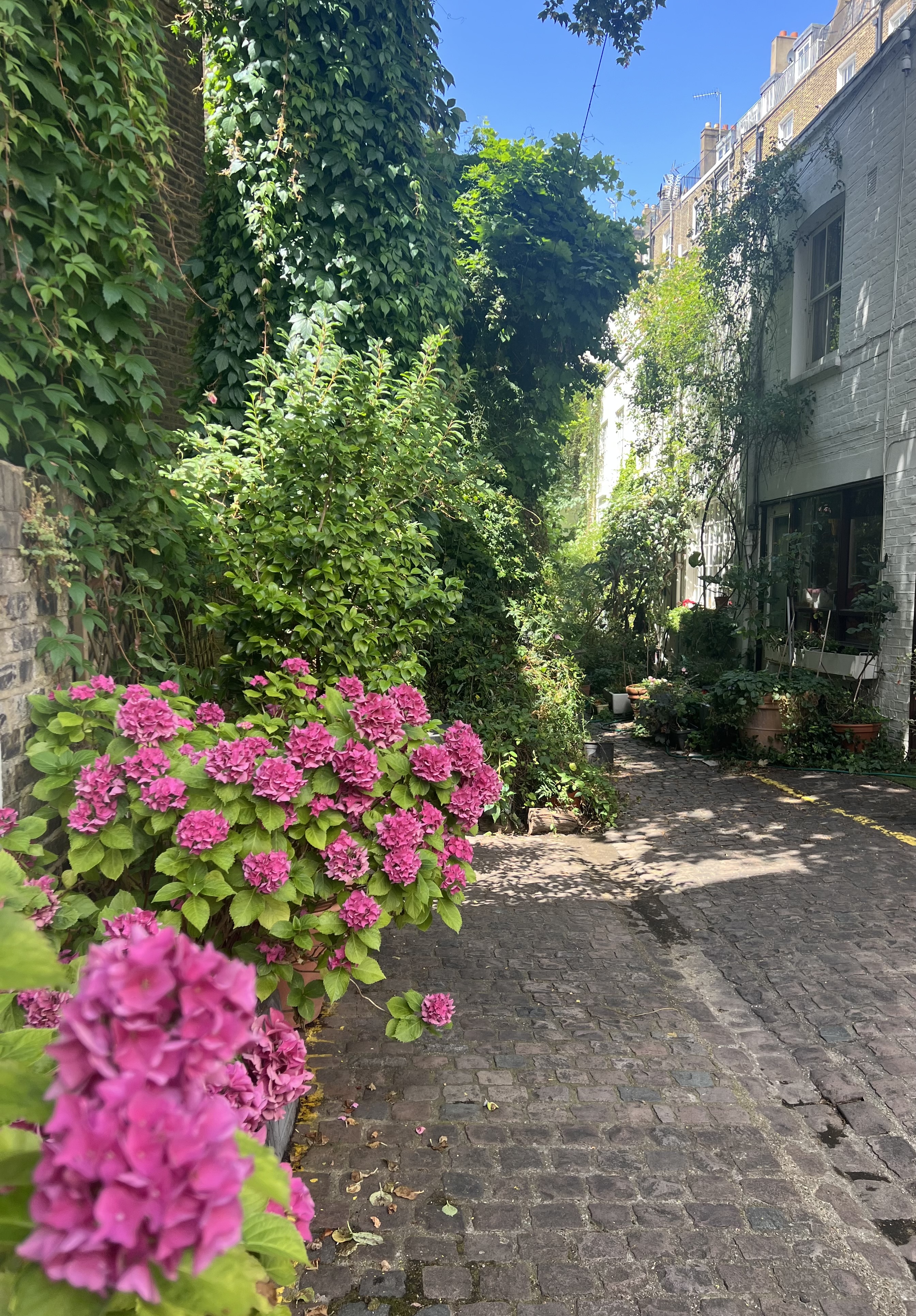 Mews In Bloom In London