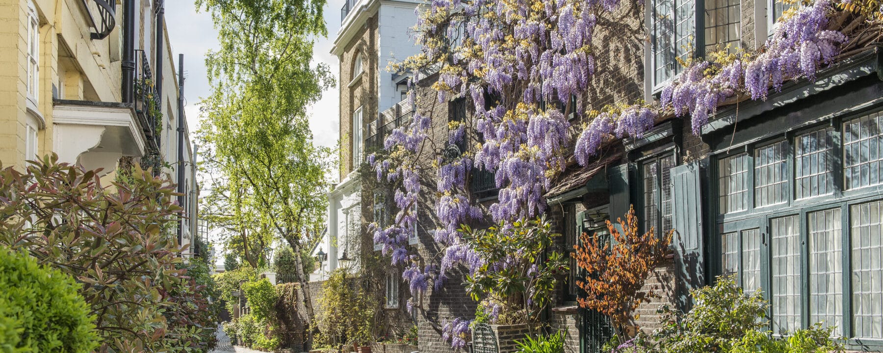 Vibrant London street with historic terraced houses, lush greenery, and blooming wisteria in springtime.