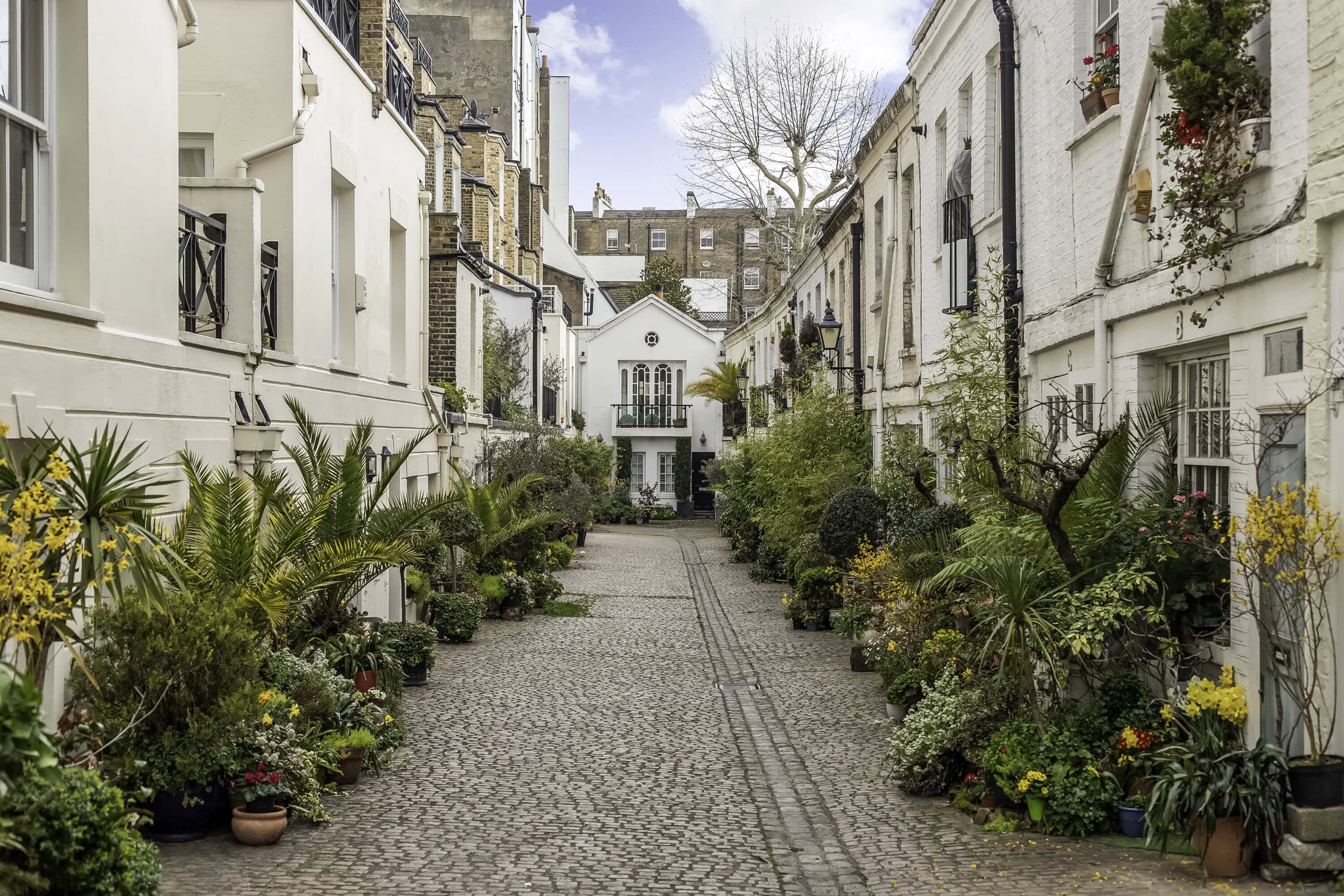 Stanhope Mews South with flowers and plants outside the front doors