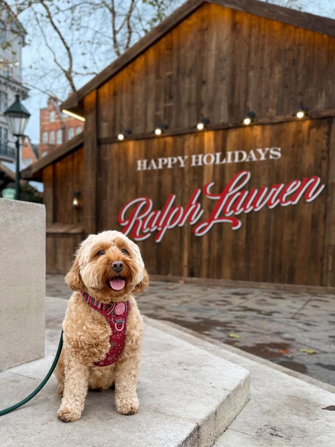 A dog in front of a Christmas grotto