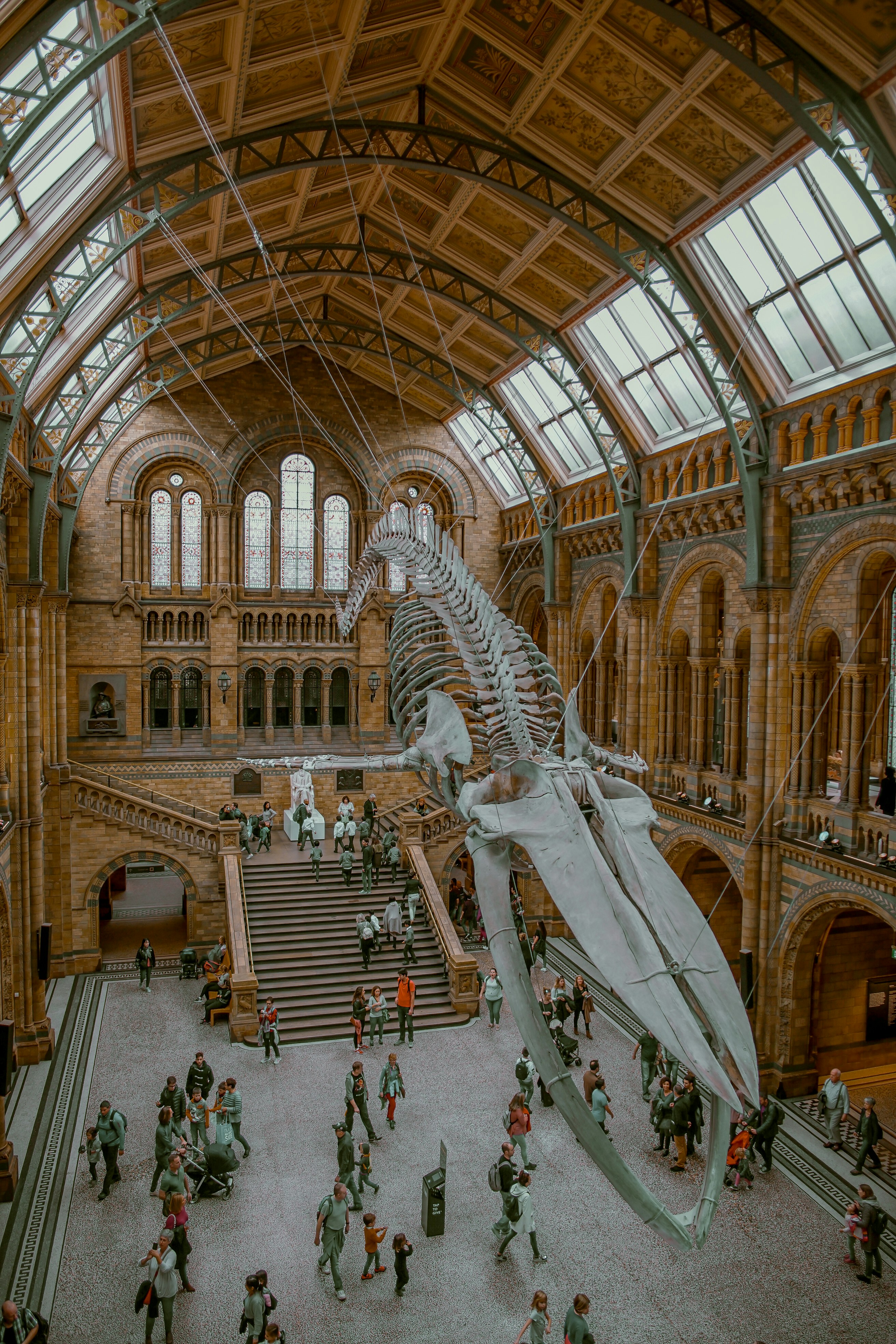A dinosaur at the Natural History Museum hanging from the ceiling