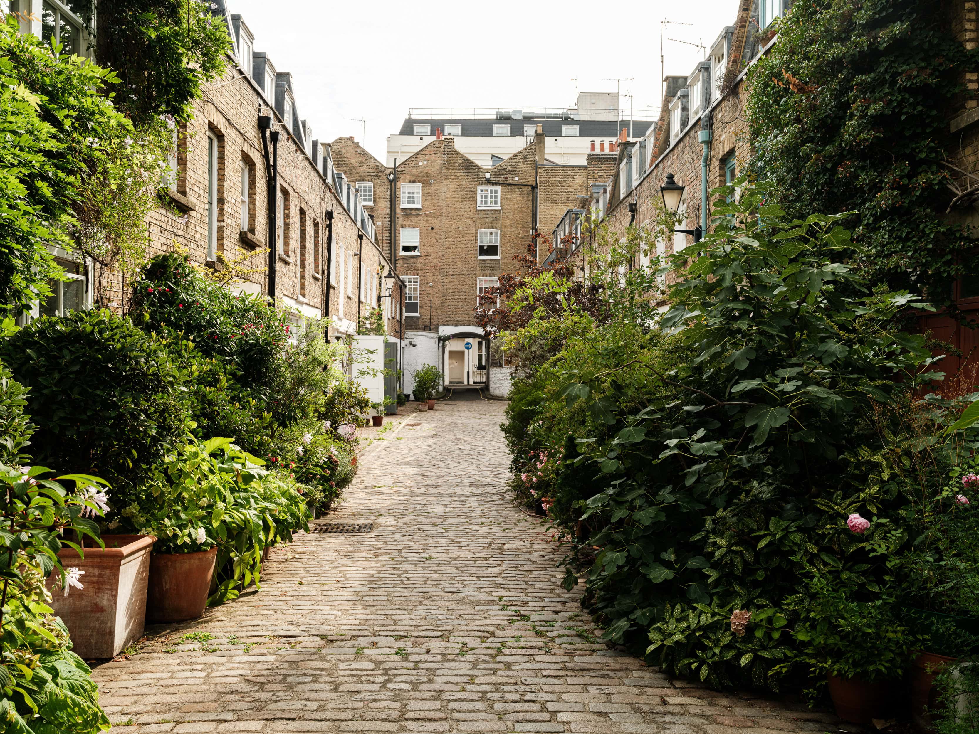 A mews street with bushes and plants