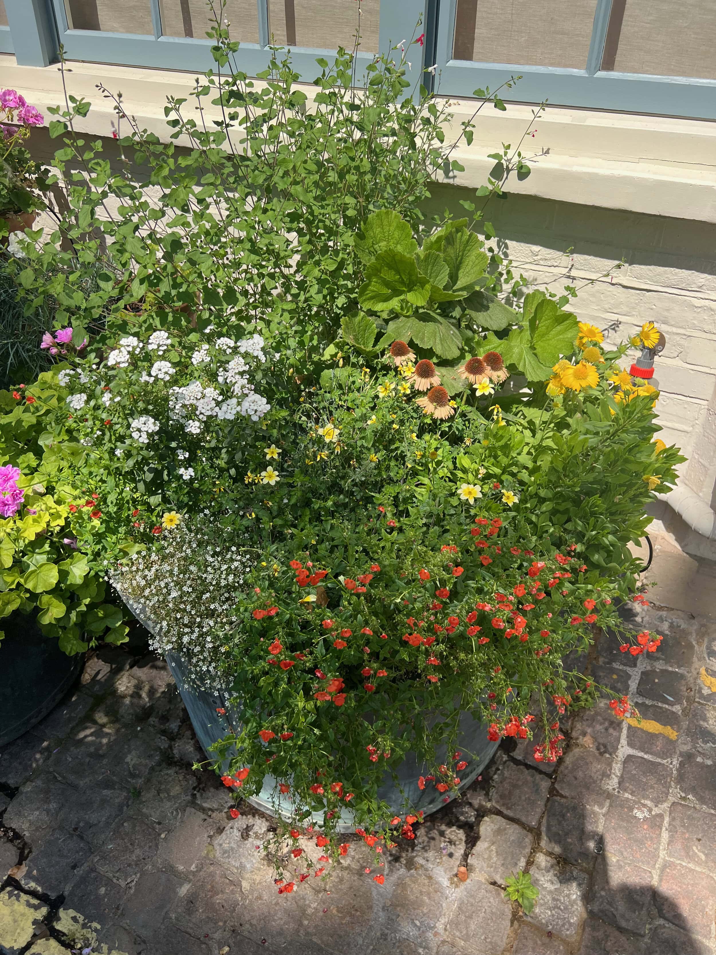 Flowers in the mews street for Mews in Bloom
