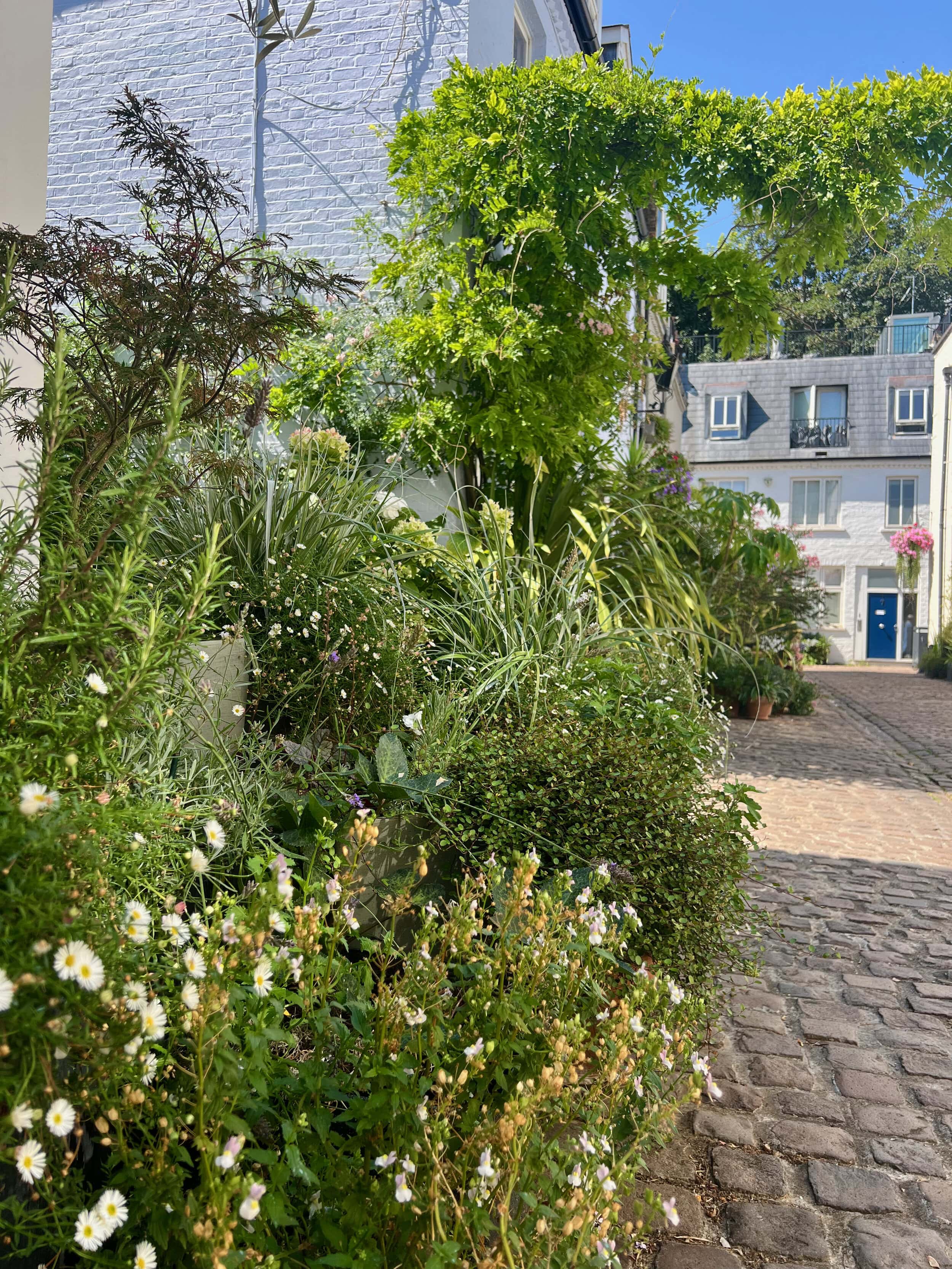 Fulton Mews is the overall winner of Mews in Bloom competition