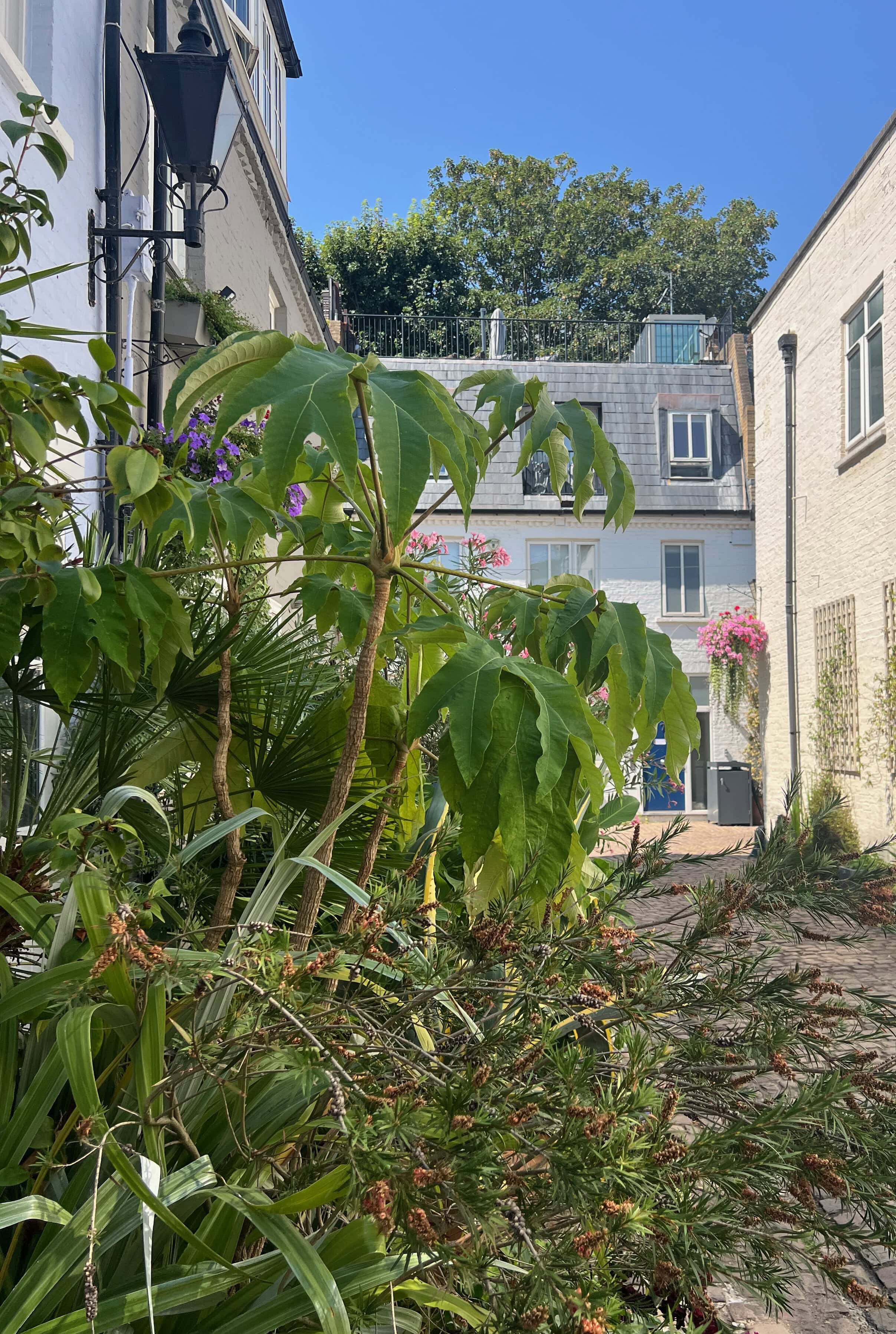 Flowers in a mews street for mews in bloom