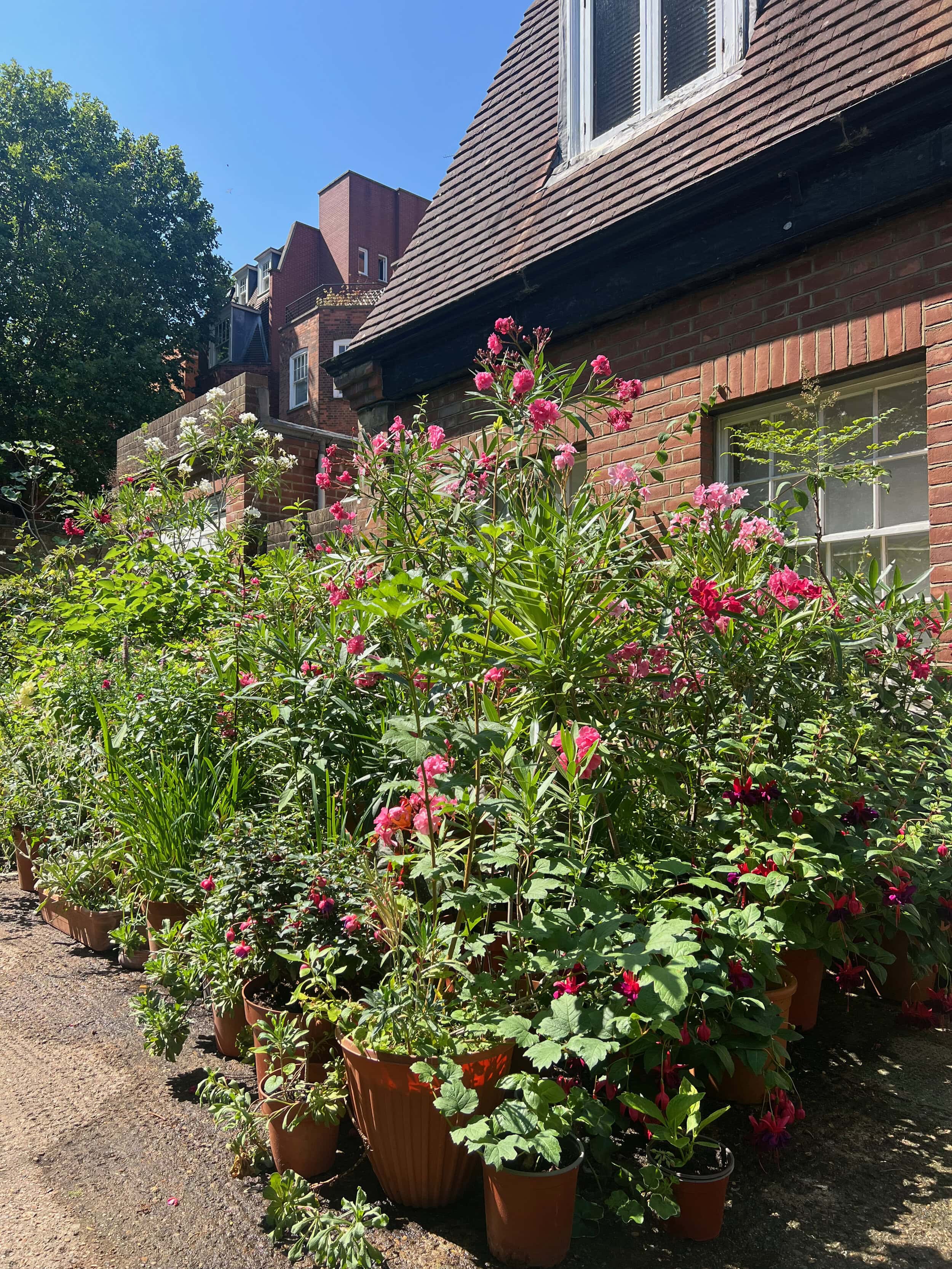 Orme Court Mews, with its plants and flowers