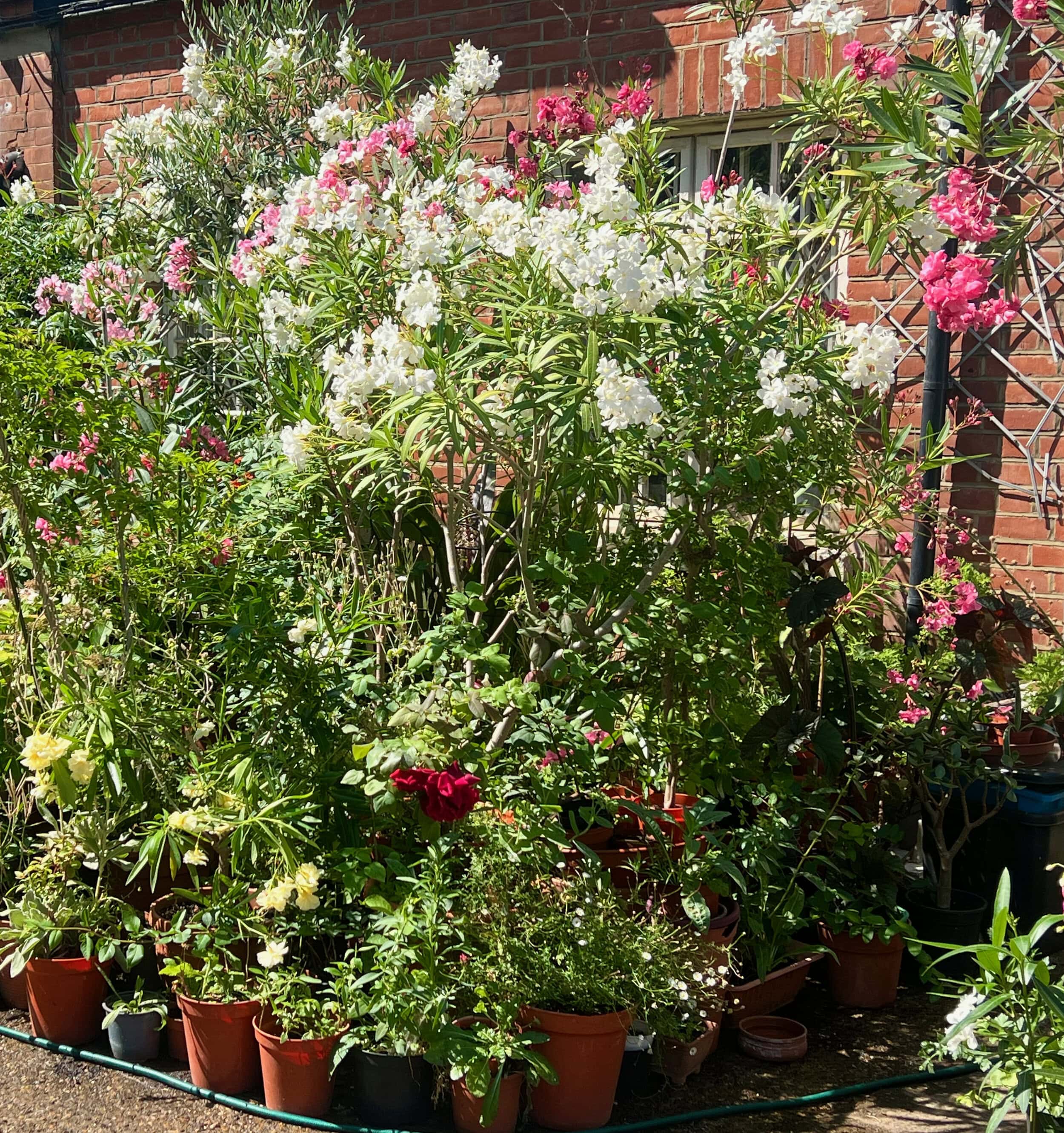 Plants found in our Mews in Bloom competition