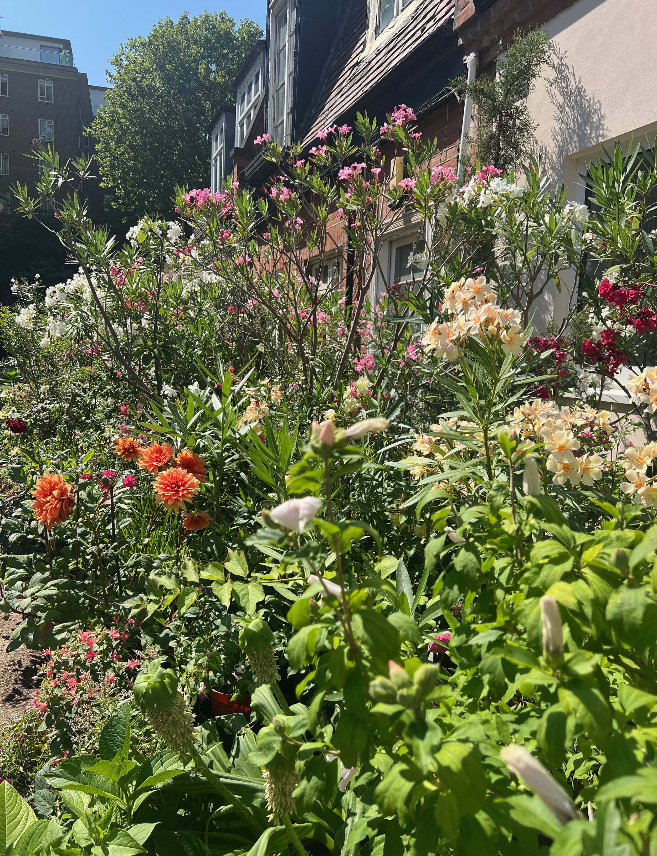A range of flowers in our Mews in Bloom competition